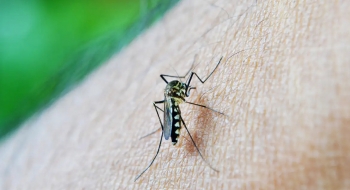 Saúde alerta grupos vulneráveis para cuidados contra dengue